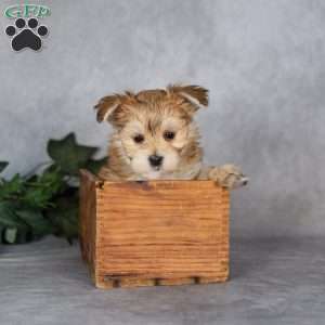Giggles, Morkie / Yorktese Puppy